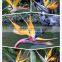 Fresh cut flower Bird- of -paradise Strelitzia reginae Aiton