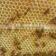 Best quality beekeeping plastic bee hive with honey outflow frame