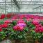Anti-fog and UV-protection garden greenhouse,fiberglass greenhouse covering,commercial hothouses