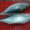 Good Quality bonito tuna frozen eastern little tuna 750G+ for sale