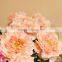 fabric single stem flower for home decoration artificial silk peony flower