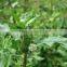 Eclipta Alba in bulk