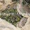 white or green color hdpe plastic collection net olive tree harvest nets