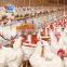 Tanzania lowes automatic control floor feeding business start poultry chicken farming poultry farm design