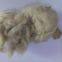 Tibetan Raw Greasy Cashmere Fibre 14.5micron with 32/34mm Prompt Shipment