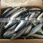 HACCP and EU Pacific mackerel fish frozen mackerel prices