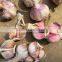Chinese 2016 new crop fresh garlic
