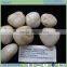 Tumbled pebble/Tumbled river stone