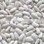 white kidney beans Baishake type for sale