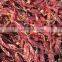 hot pepper