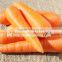 FRESH VIETNAMESE CARROT with HIGH QUALITY