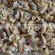 Frozen chopped short neck clam meat with stomach removed