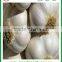 Chinese Jinxiang grade A fresh normal white garlic on sale