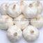 2016 New Crop Factory Garlic
