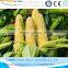 corn peeling and polishing machine whatsapp:008615838061756