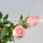 Natural Pink Rose Flowers/Fresh Cut Flowers Diana Rose For Wedding Decoration