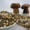 Fresh mushroom farm
