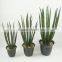 Home decor items artificial plants bonsai artificial succulent bonsai