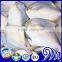 fresh white pomfret fish whole round on sale