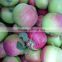Fresh Xiahong Apple 2015 Super Quality And Price