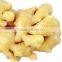 Chinese Fresh Ginger Type 150g With Mesh Bag
