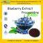 GMP Certified Manufacturer Supply Blueberry Extract