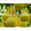 super sweet 2016 new fresh Pomelo fruit for sale