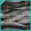 Frozen pacific horse mackerel with competitive price