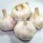 Allicin 1-6% Best Quality Garlic Extract