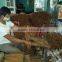 VIETNAM STICK CASSIA/CINNAMON _ REASONABLE PRICE