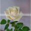 Export fresh cut Rose Vendela flowers from Kunming roses flowers flower girl dresses