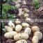 potato garlic harvester machine potato harvester machine