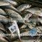 Frozen horse mackerel fish whole round with size 50 - 70 g