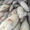 Frozen long-line Albacore Tuna Whole round