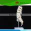 Most popular Lumbar spinal column with sacral and coccyx bones model