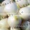 Automation Onion Root Cutting Machine