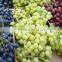 Grade A Fresh Red grapes, White grapes, Black grapes, Seedless grapes