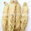 sheng shai shen China supplier wholesale suncured ginseng root slices