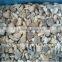 Fresh frozen baby oyster