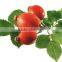 Rose Hip Powder