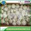 Fresh garlic export company/cheap price