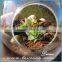 Clear Hanging Hanging 4 Inch Round Ball Air Plant Terrarium Globe