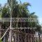 Cocos nucifera palms tree