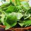 Asiatica leaf/wholesale centella asiatica from Vietnam