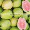 WHOLESALE GUAVA FOR HEALTHY WITH GOOD PRICE FROM VIET NAM