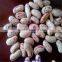 light speckled kidney beans factory price(long shape)
