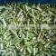 IQF frozen Garlic sprouts with good quality and hot price