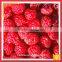 IQF Raspberry Crumble Frozen Raspberry Broken