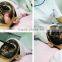 1064nm Portable Nd:YAG 1064nm 532nm Laser Pigmented Lesions Treatment Tattoo Removal Machine Price Freckles Removal