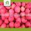 bulk fresh fuji apple fruit products